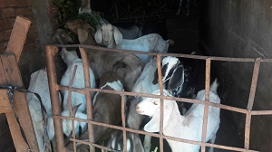 HIỆU QUẢ DỰ ÁN CHĂN NUÔI DÊ XÃ CƯ NÉ, HUYỆN KRÔNG BÚK