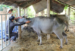 Huyện Cư Kuin: Triển khai tiêm 8.000 liều vắc-xin viêm da nổi cục cho trâu, bò