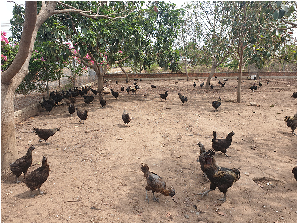 Thịt gà đen H'mong Tây Nguyên Đại Phúc, Thịt gà sạch chăn nuôi theo tiêu chuẩn VietGap,