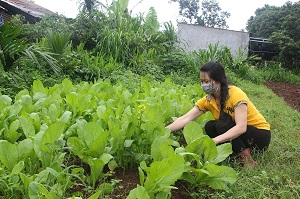 Hiệu quả từ Tổ hợp tác trồng rau theo hướng hữu cơ VietGAP