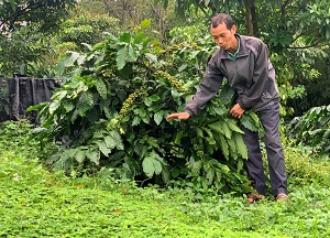 Mô hình thảm cỏ che phủ đất: Giải pháp cốt lõi trong sản xuất nông nghiệp bền vững