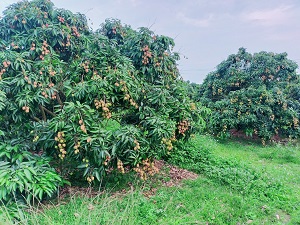 Cây Vải Đăk Lăk cần lắm sự liên kết chuỗi giá trị bền vững