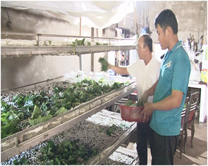 HIỆU QUẢ CỦA MÔ HÌNH TRỒNG DÂU NUÔI TẰM