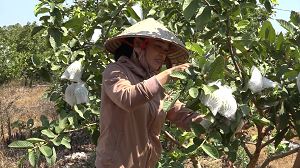 Thoát nghèo nhờ nguồn vốn quỹ hỗ trợ nông dân