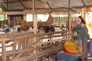 Huyện Krông Búk: Triển khai 15 dự án phát triển kinh tế từ nguồn Quỹ hỗ trợ nông dân