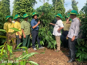 Về vườn, xem nông dân canh tác cà phê thông minh