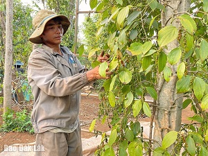 Nông dân Cư Kuin canh tác hồ tiêu bền vững