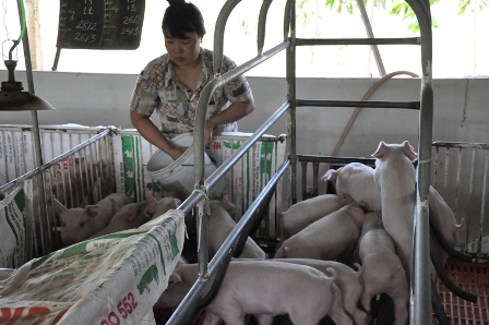 Hỗ trợ 80% giá thị thị trường cho gia đình có heo mắc dịch bệnh