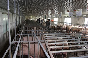 Tập trung mọi nguồn lực phòng, chống dịch bệnh cho heo