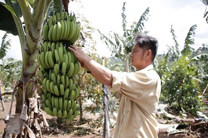 Trồng chuối chạy theo phong trào, nguy cơ "vỡ trận" cao