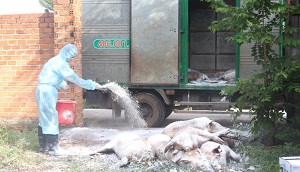 Dịch tả heo châu Phi đã xuất hiện ở 6 huyện, thành phố trên địa bàn tỉnh