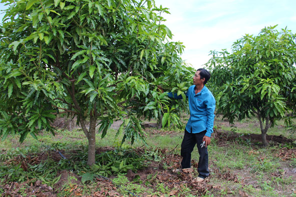 Vun trồng quả ngọt trên vùng biên giới